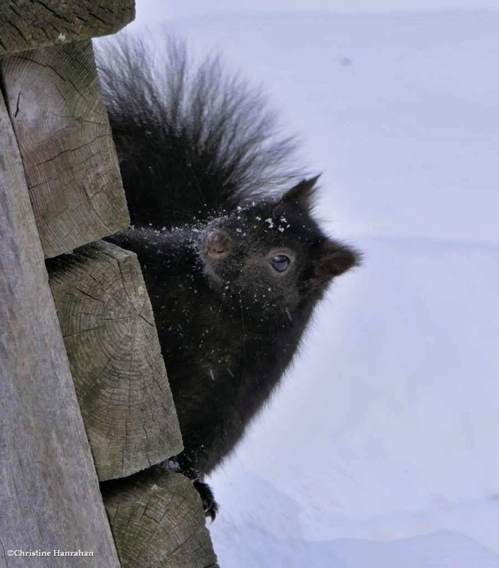 grey squirrel, black phase