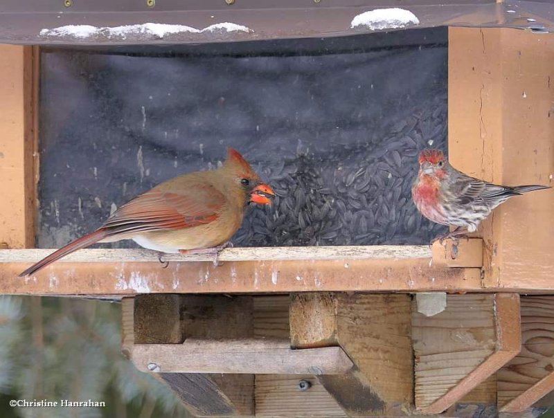 Northern Cardinal, female and male house finch