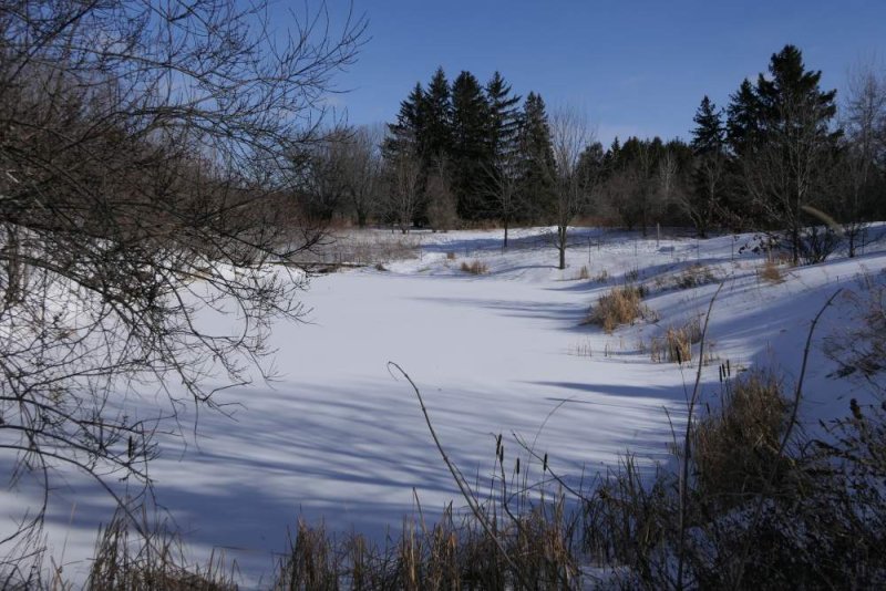 The amphibian pond