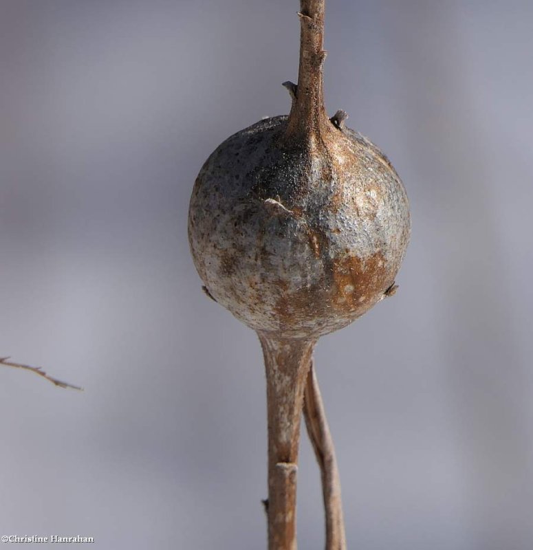 Goldenrod gall