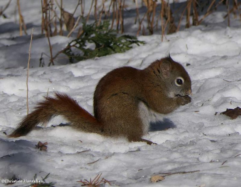 Red squirrel  (Tamiasciurus hudsonicus)