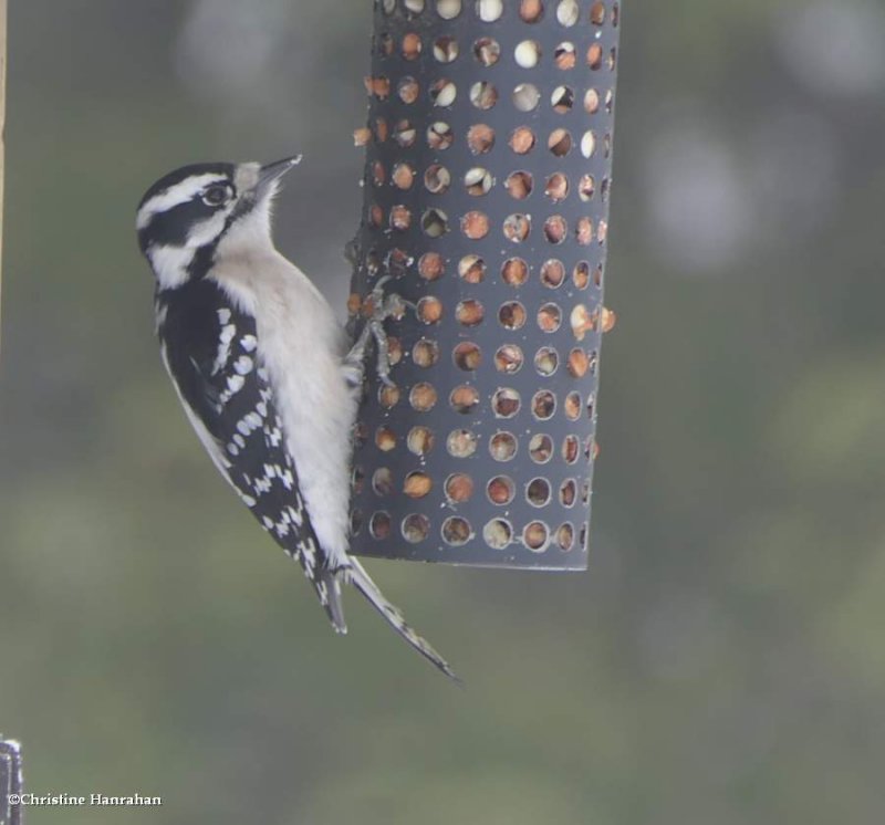 Downy woodpecker, female