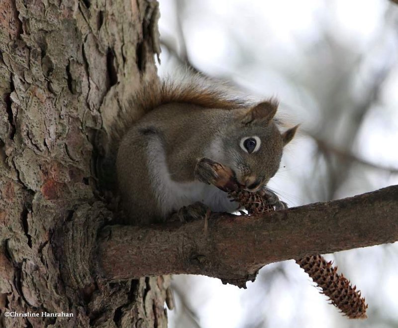 Red squirrel  (Tamiasciurus hudsonicus)