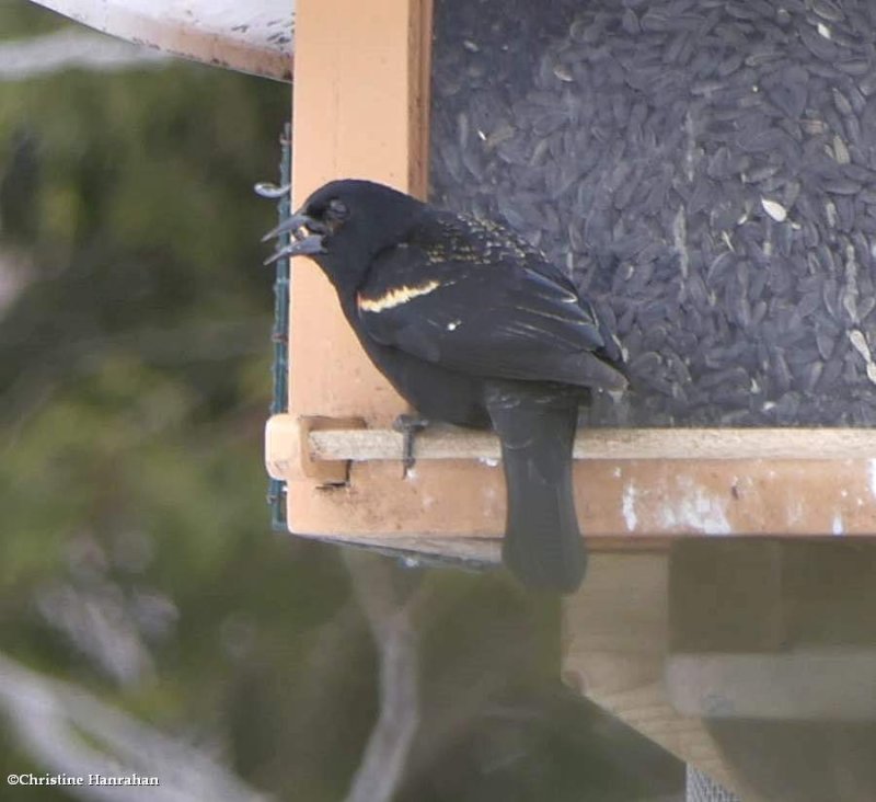 Red-winged blackbird