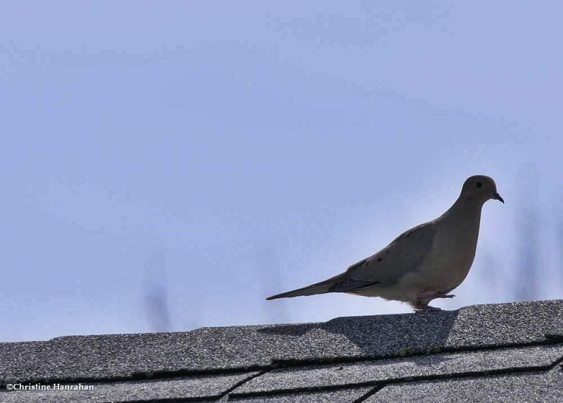 Mourning dove