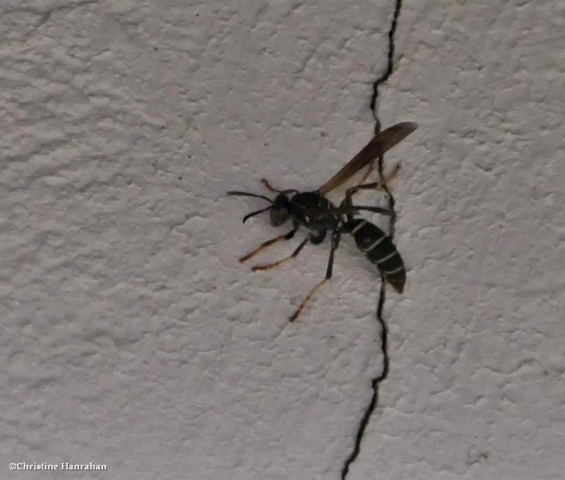 Paper wasp (Polistes fuscatus)