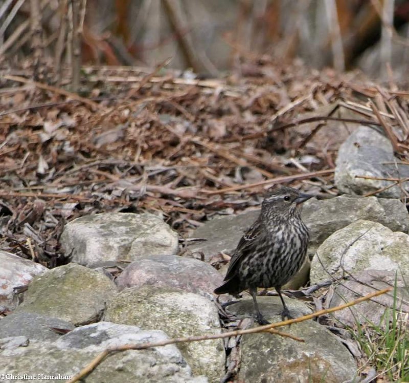 Red-winged blackbird, female