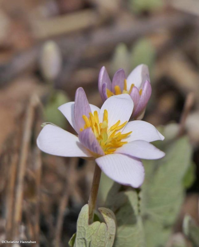 Bloodroot (Sanguinaria canadensis)