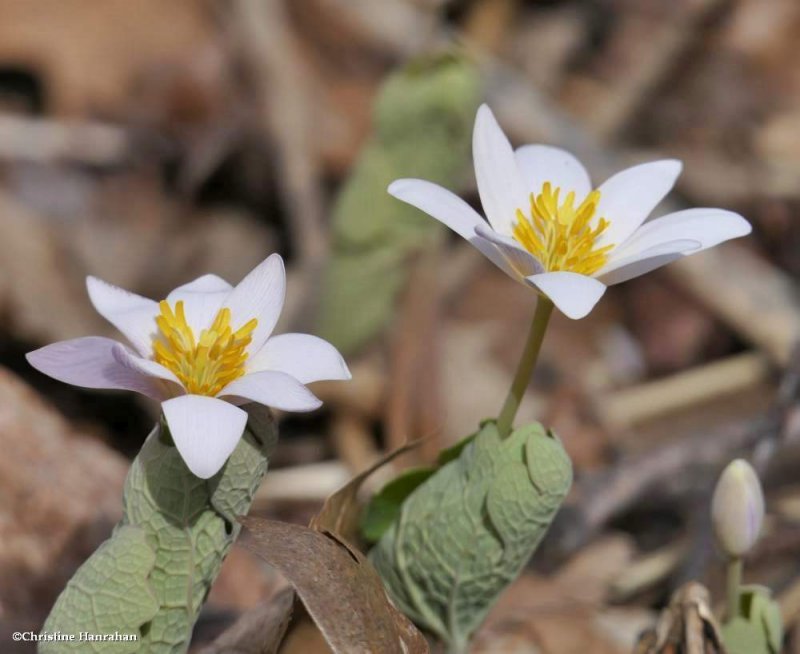 Bloodroot (Sanguinaria canadensis)