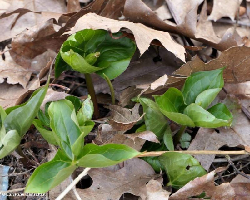 Red trillium  (Trillium erectum)