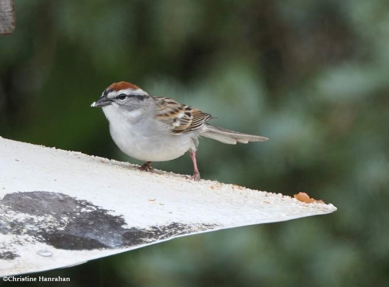 Chipping sparrow