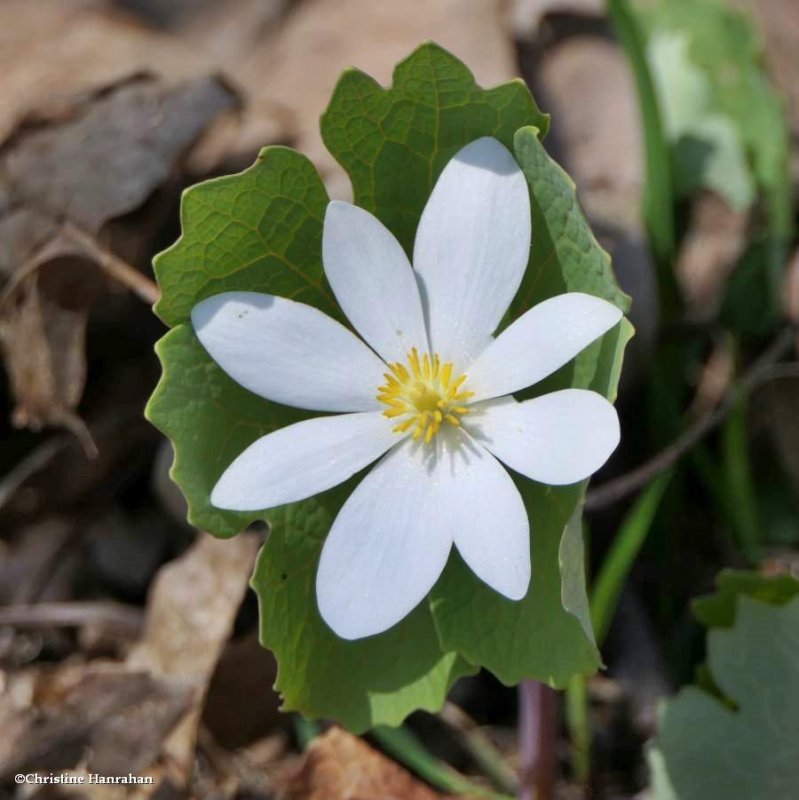 Bloodroot (Sanguinaria canadensis)