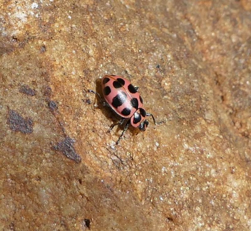 Spotted ladybeetle (Coleomegilla maculata)