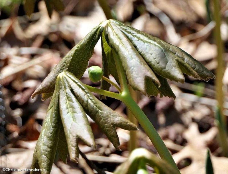 Mayapple  (Podophyllum)