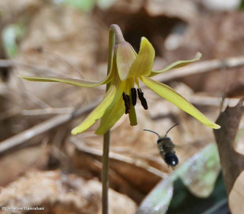 Trout lily  (Erythronium americanum)