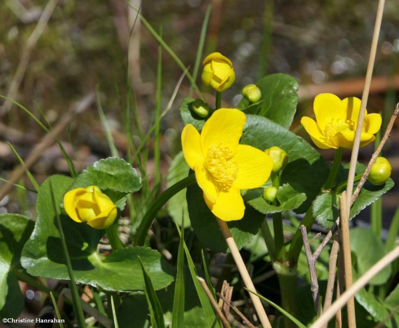 Marsh marigold  (Caltha palustris)