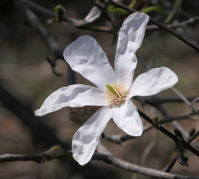 Magnolia