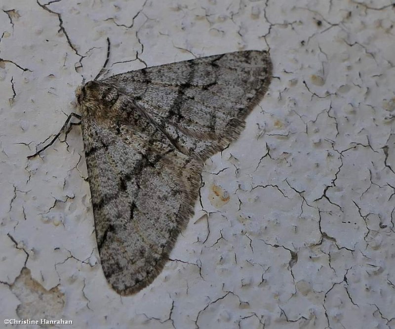 The half-wing moth (Phigalia titea), #6658