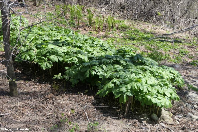 Mayapple  (Podophyllum)