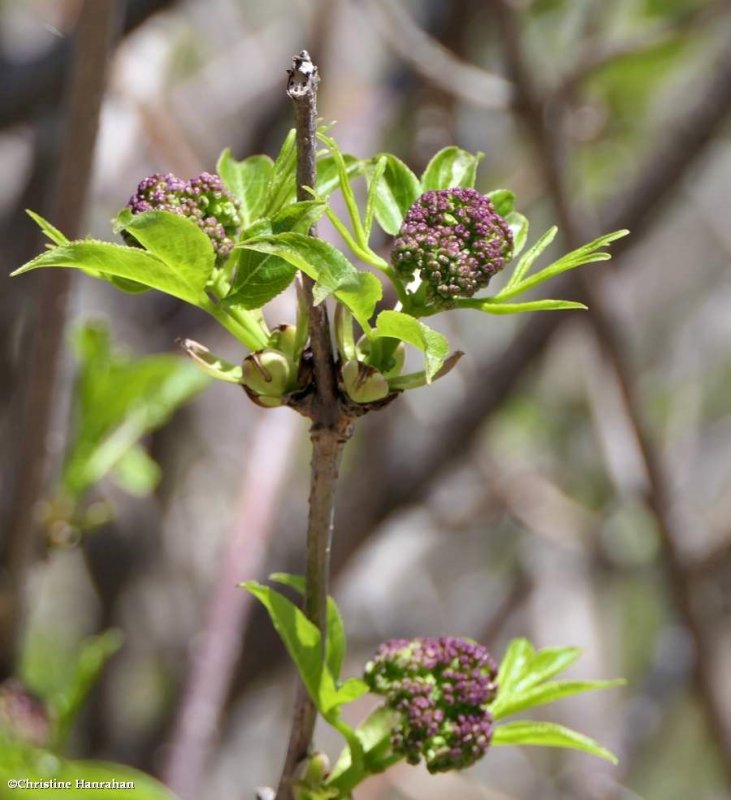 Red-berried elder  (Sambucus racemosa)