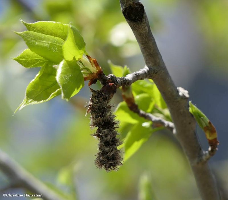 Trembling aspen (Populus tremuloides)