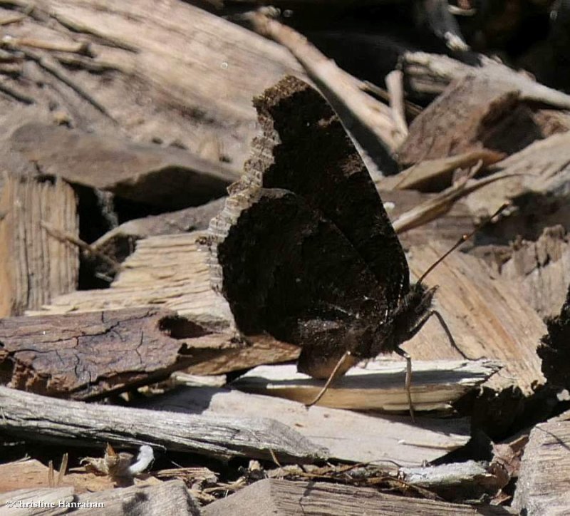 Mourning cloak butterfly