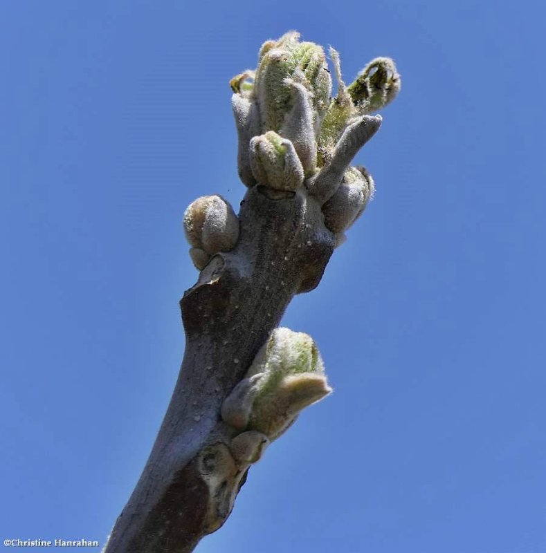 Black walnut  (Juglans nigra)