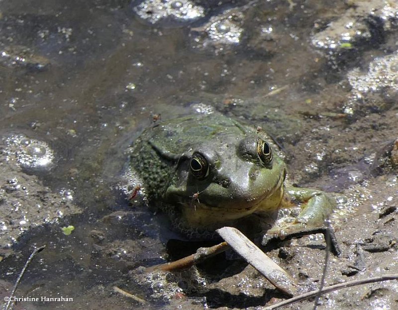 Green frog  (Lithobates clamitans)