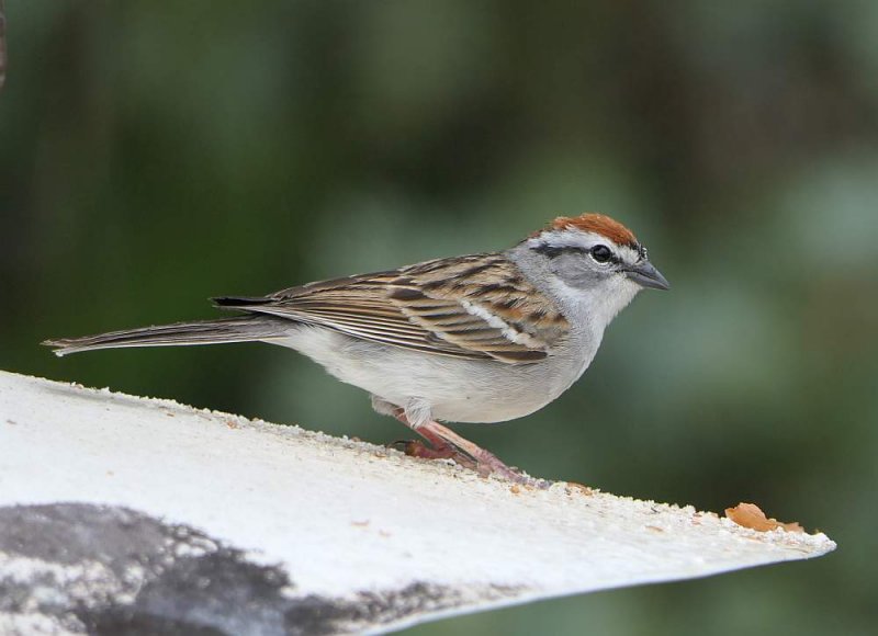 Chipping sparrow