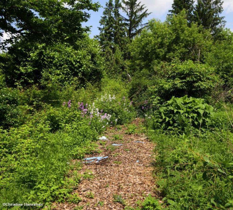 A hidden corner of the butterfly meadow