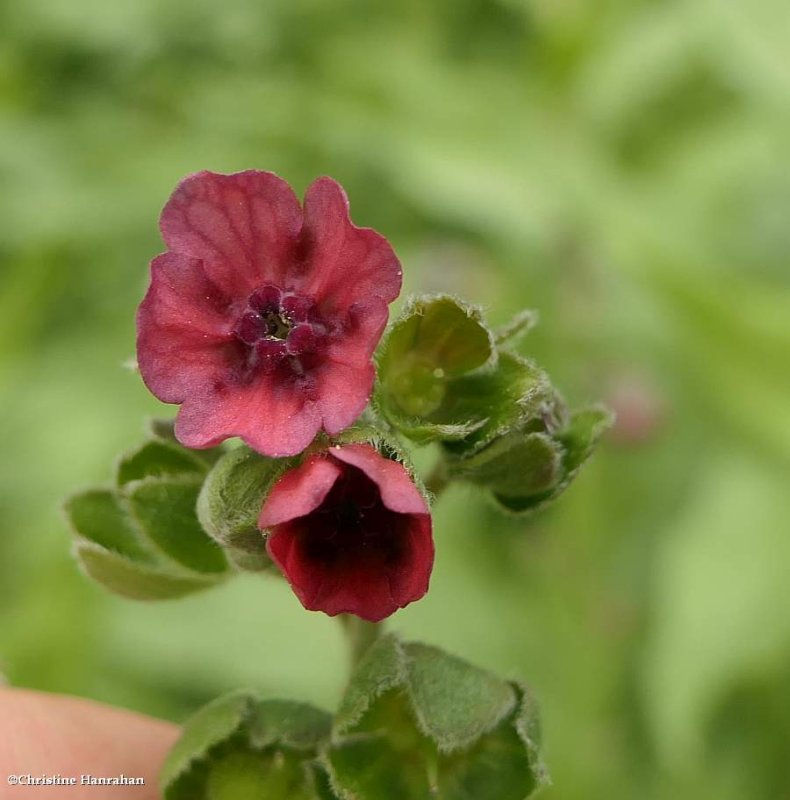 Hound's tongue  (Cynoglossum officinale)