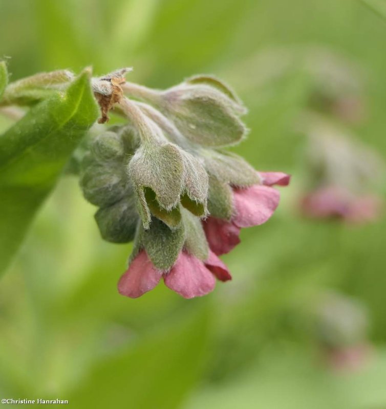 Hound's tongue  (Cynoglossum officinale)