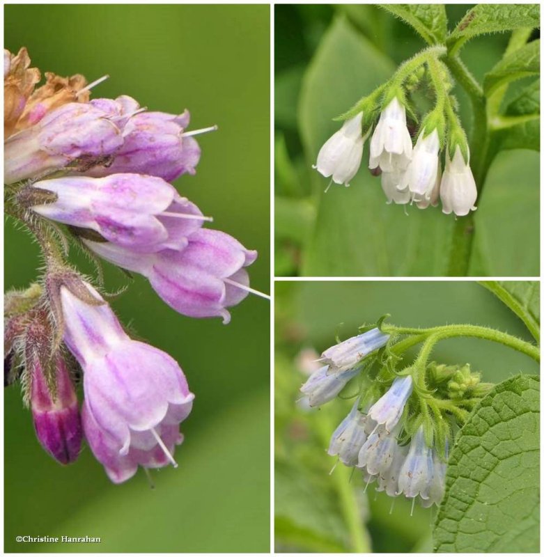 Comfrey  (Symphytum officinale)