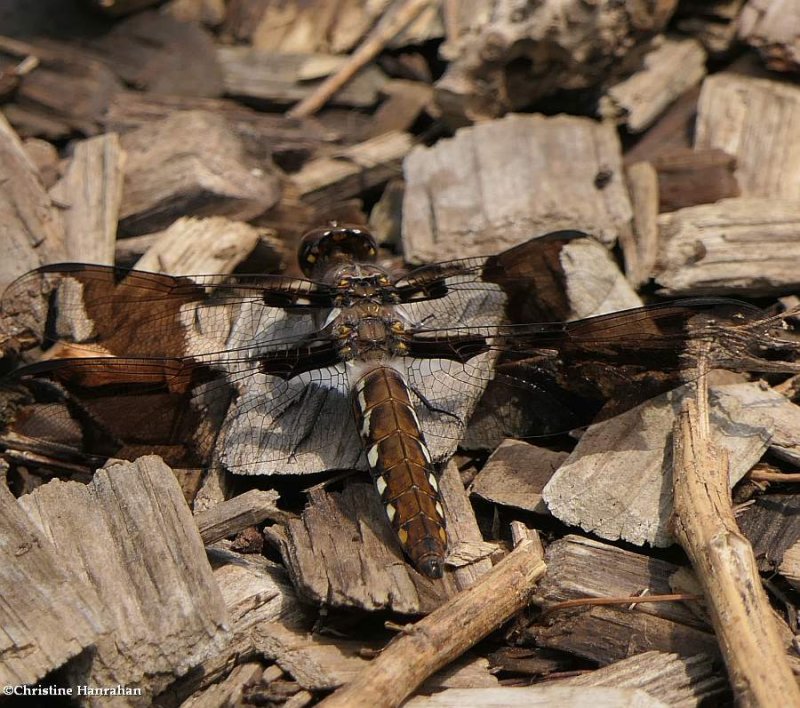 Common whitetail  (Plathemis lydia)