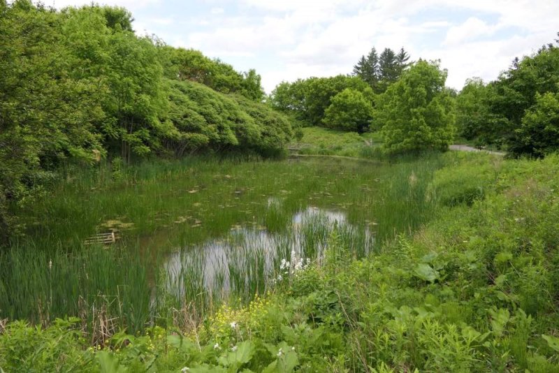 The amphibian pond