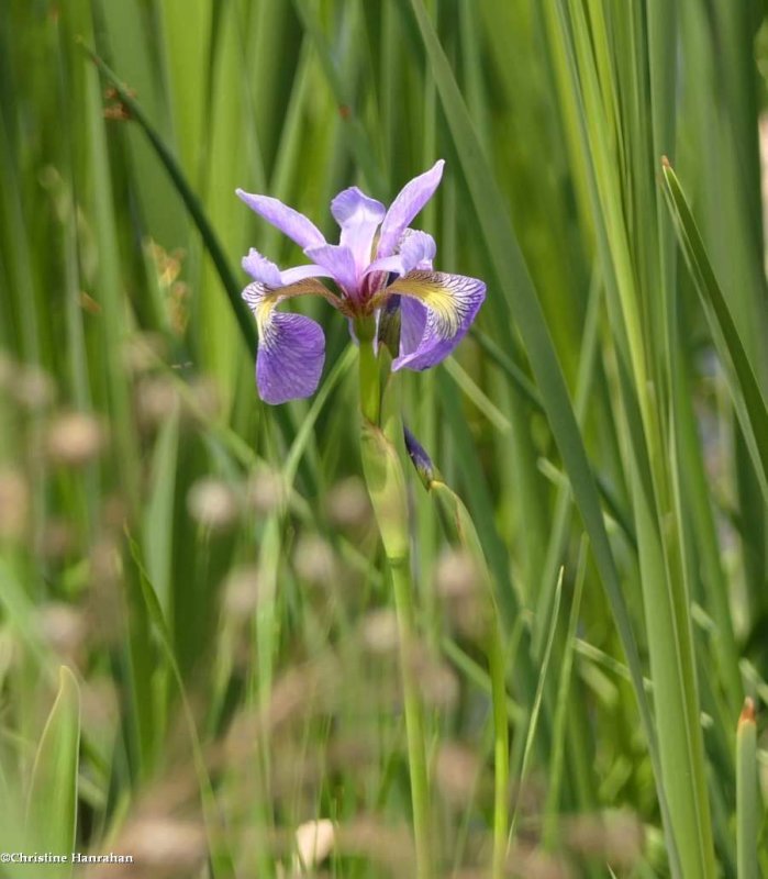 Blue flag iris (Iris versicolor)