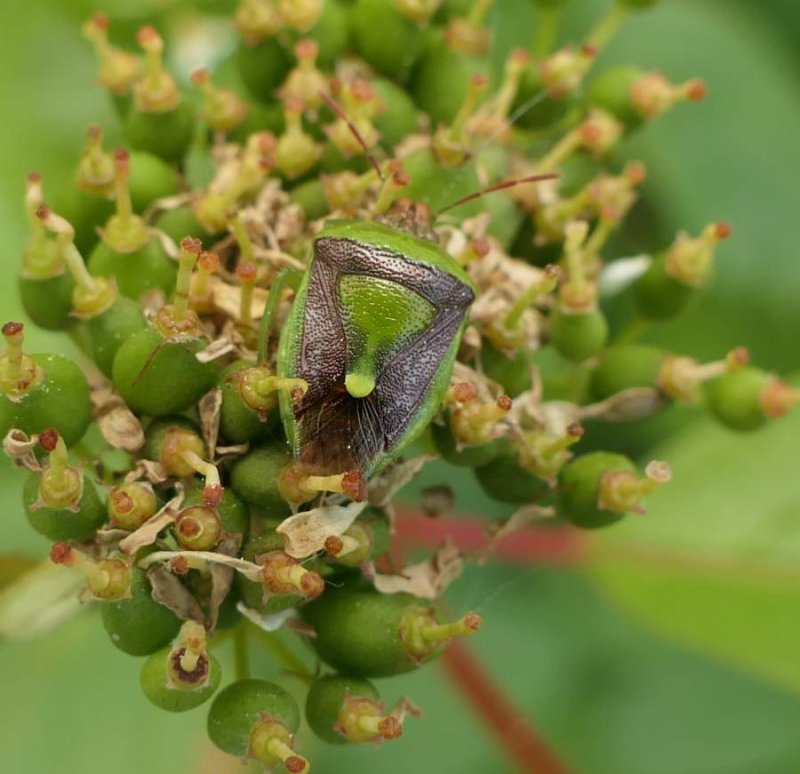 Stinkbug  (Banasa dimidiata)