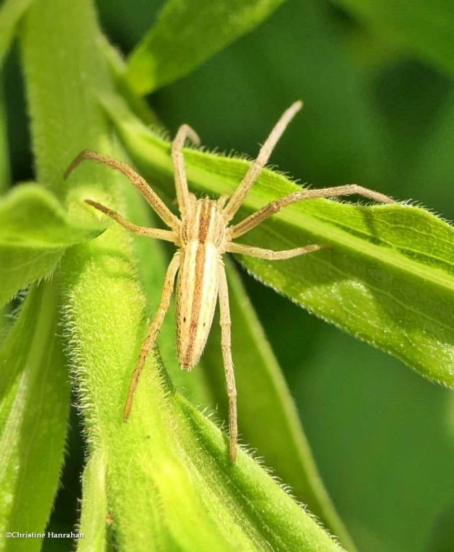 Oblong running spider  (Tibellus)