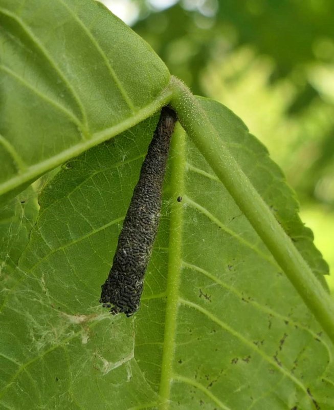 Pyraloidea moth frass tube