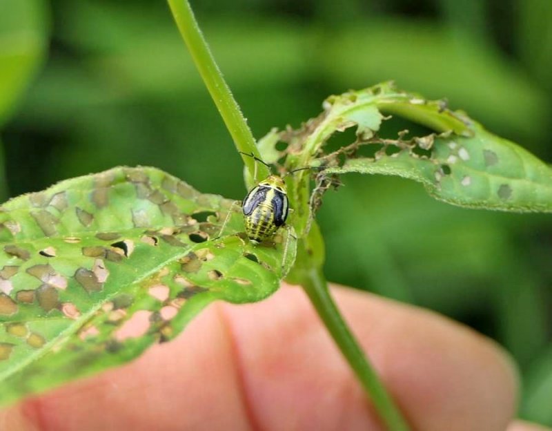 Four-lined plant bug nymph  (Poecilocapsus lineatus)
