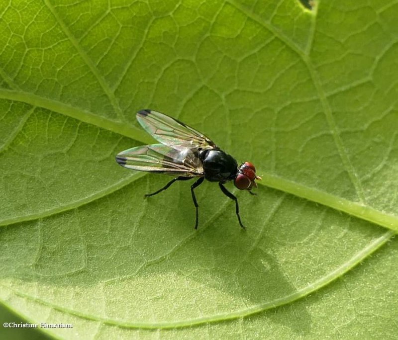 Picture-winged fly (Seioptera vibrans) 