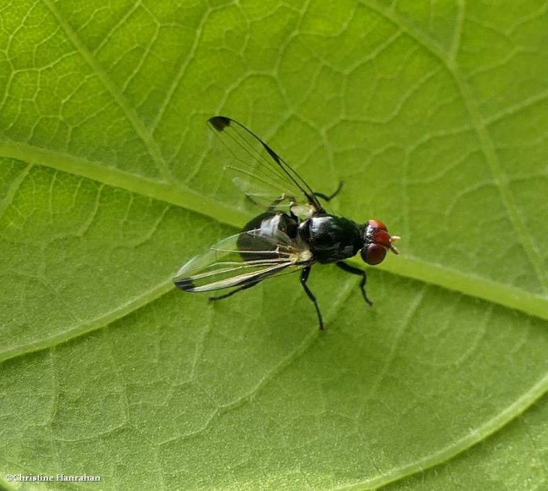 Picture-winged fly (Seioptera vibrans)