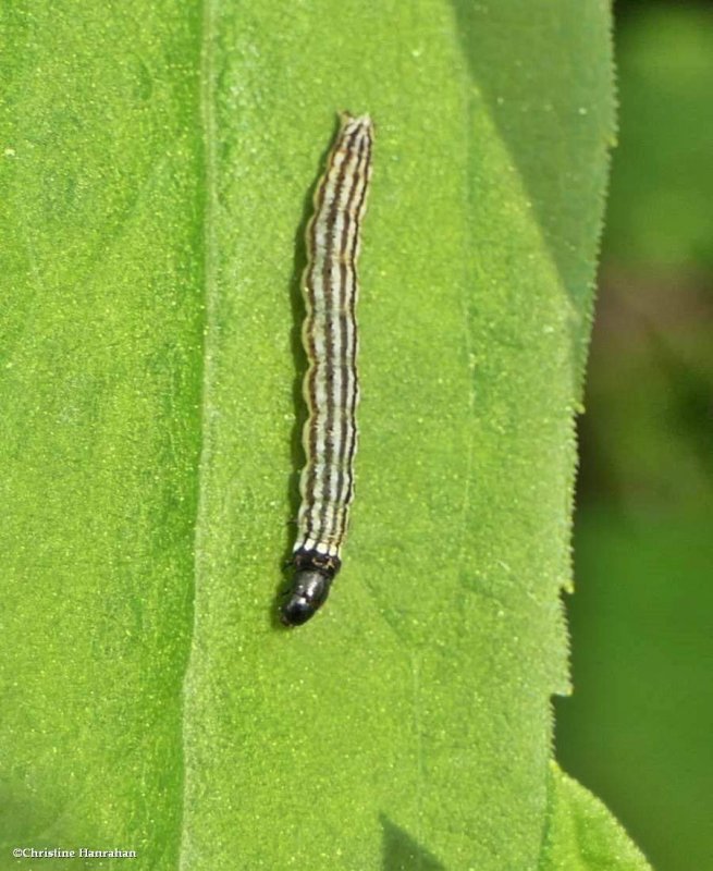 Moth caterpillar (Dichomeris) sp.)