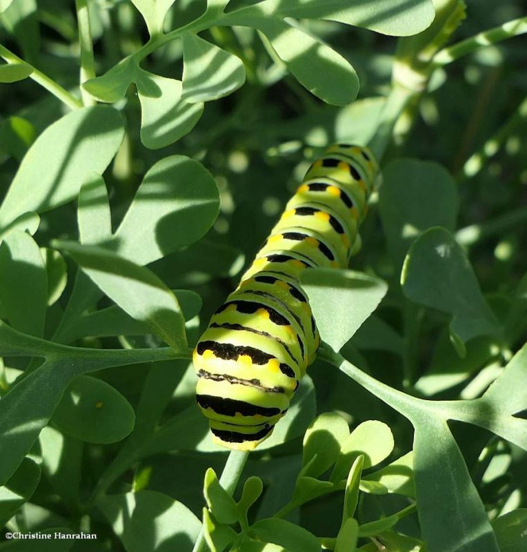 Black swallowtail butterfly caterpillar  (Papilio polyxenes)