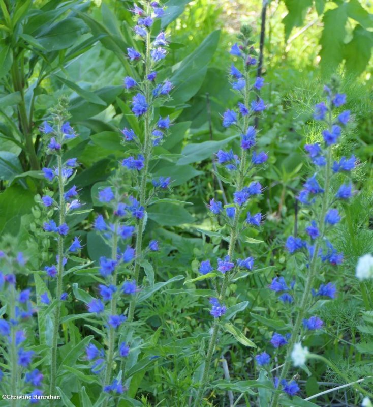 Viper's bugloss (Echium vulgare)