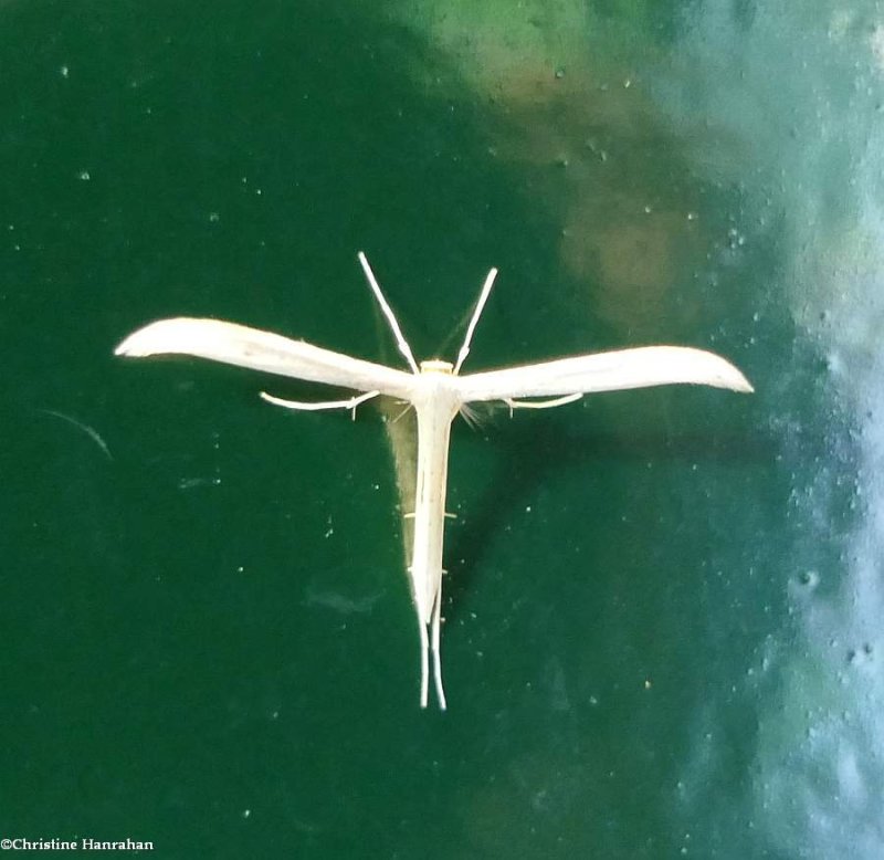 Plume moth (Pterophoridae)