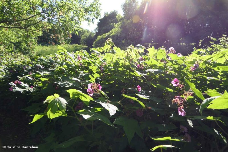 Purple flowering raspberry (Rubus odoratus)