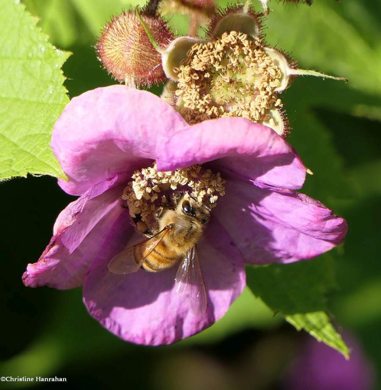 Honey bee (Apis mellifera)