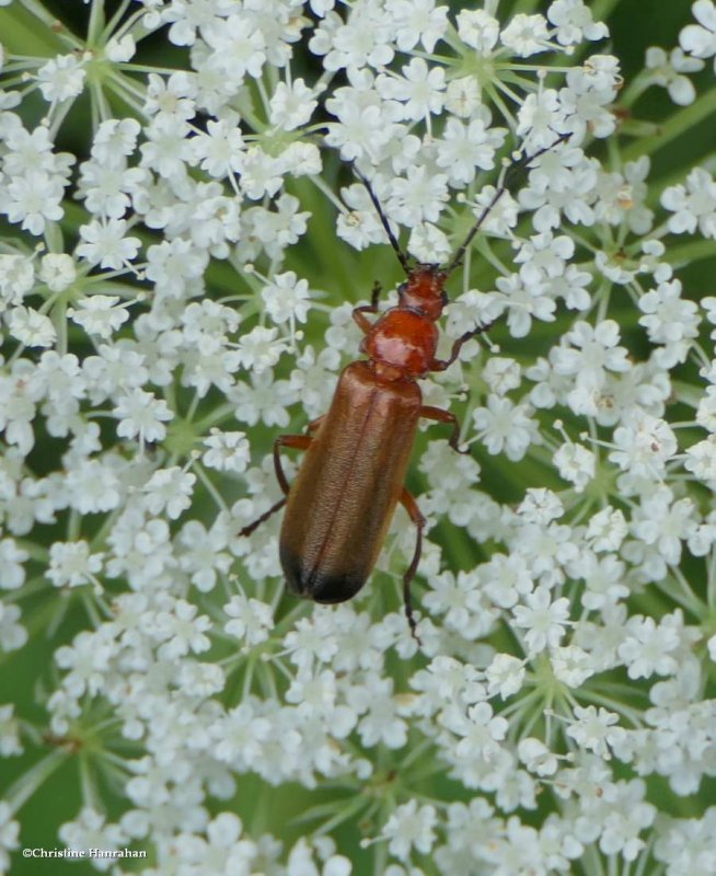 Common red soldier beetle (Rhagonycha fulva)