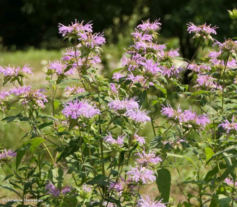 Monarda fistulosa